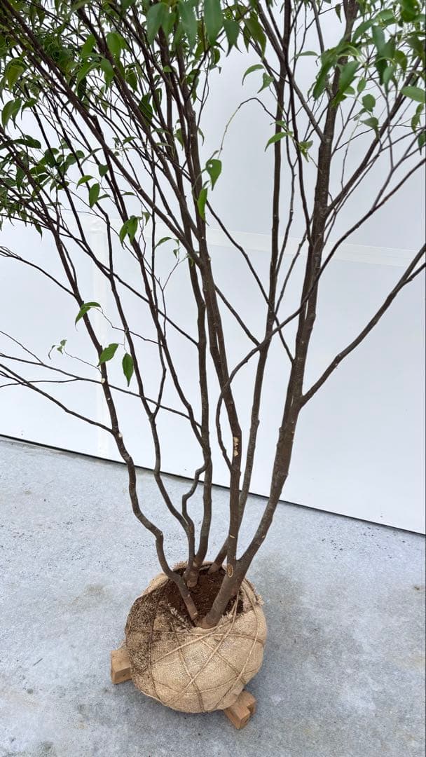 美しい樹形が魅力的 山採り ハイノキ 株立 694 樹高2.1m位 高級樹