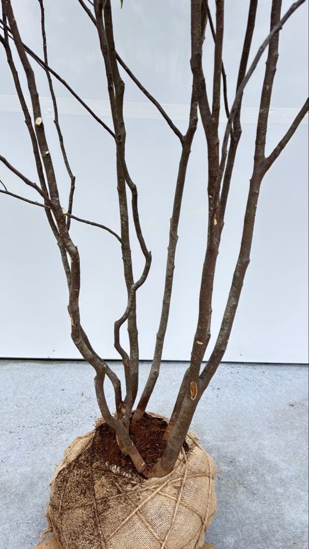 美しい樹形が魅力的 山採り ハイノキ 株立 694 樹高2.1m位 高級樹