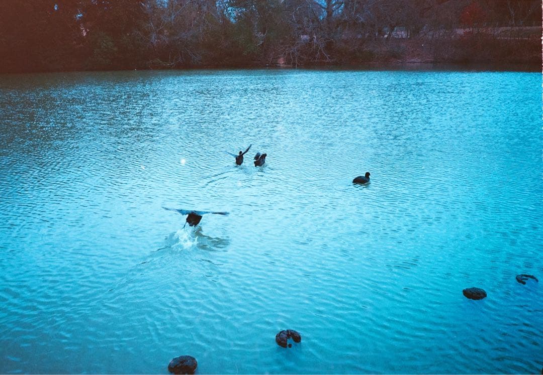 富士フイルム　CARDIA mini TIARA 取説付き