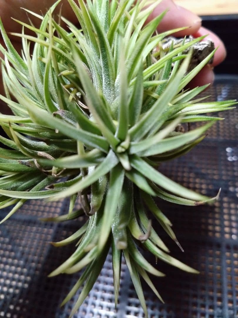 メルカリ便　イオナンタ　アルボマジナータ　クランプコルク着生