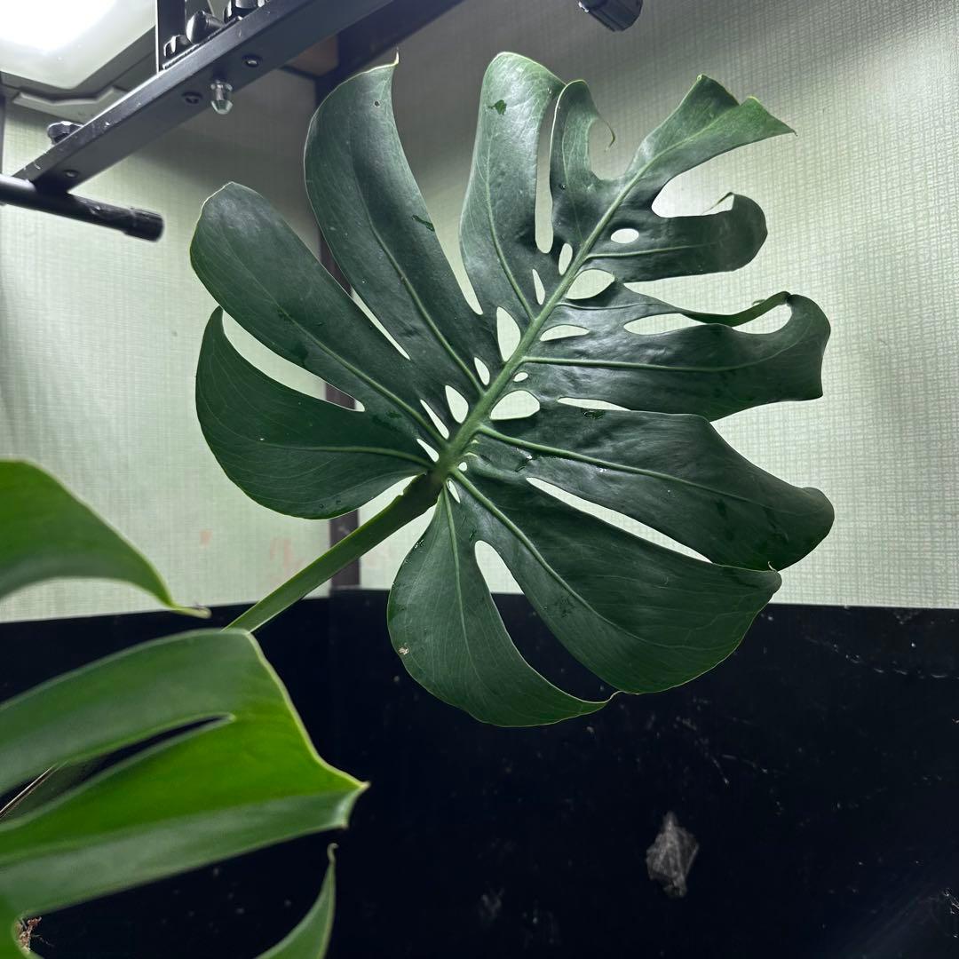 モンステラデリシオーサマクロコズム超希少系統鉢植え
