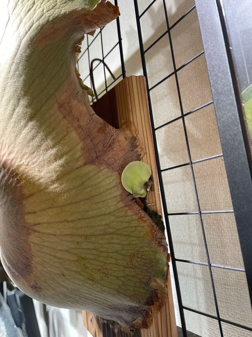 年末まで値下げします！ビカクシダ　patragarden#1 親株本体子株付