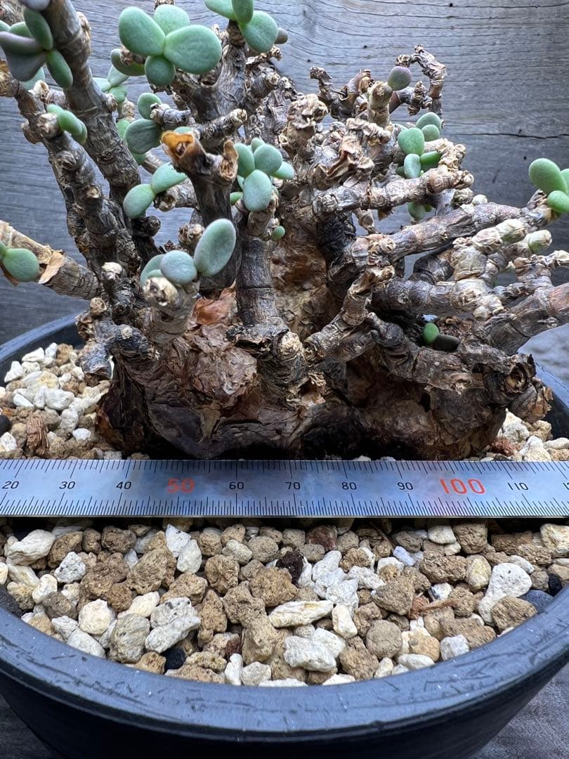 7*i様 発根済　ケラリアピグマエア　現地球