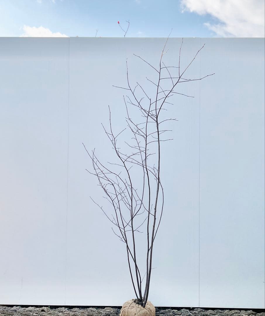 ジューンベリー　本株品/ 1028