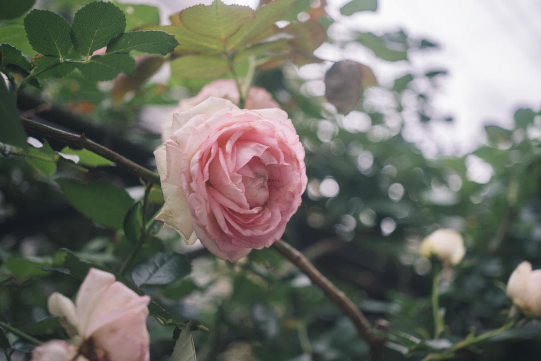 最古の交換レンズ Elmar 50mm F3.5 オールドレンズ
