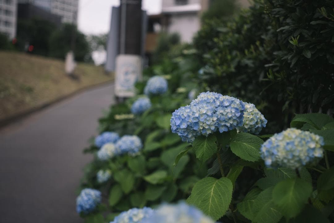 最古の交換レンズ Elmar 50mm F3.5 オールドレンズ