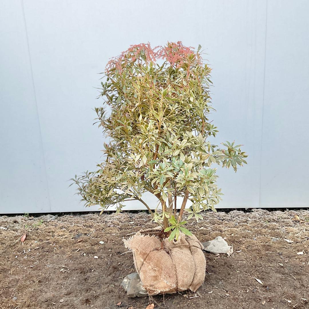 斑入りアセビ　/ 51