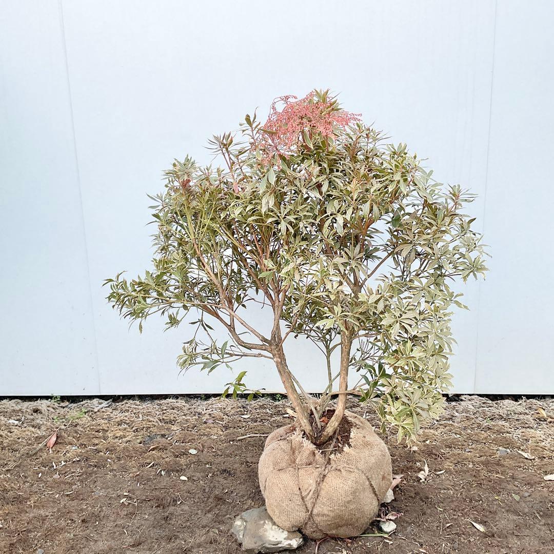 斑入りアセビ　/ 51