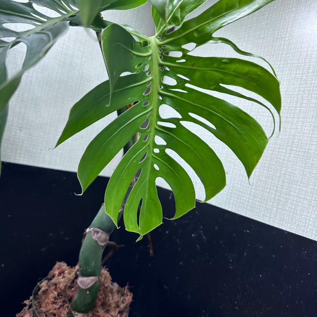 ミ*テ様 モンステラデリシオーサマクロコズム超希少系統鉢植え