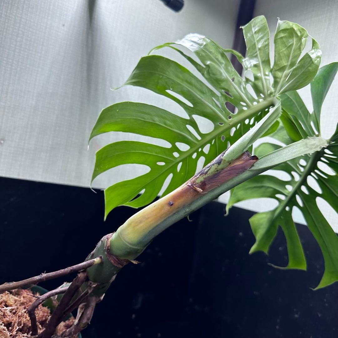 ミ*テ様 モンステラデリシオーサマクロコズム超希少系統鉢植え