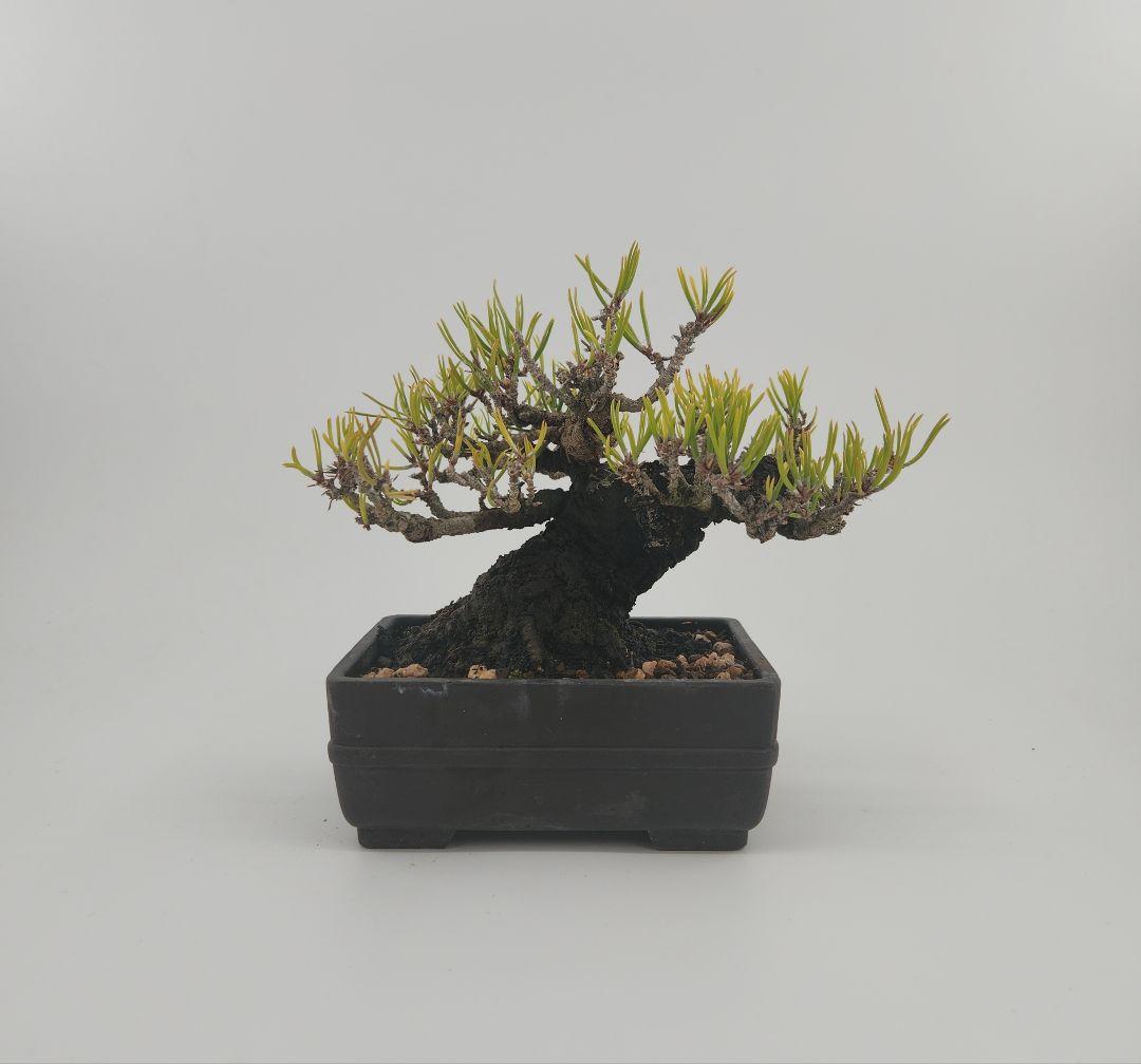 小品 黒松盆栽 五葉松盆栽 真柏盆栽 懸崖 真柏 黒松 赤松 五葉松