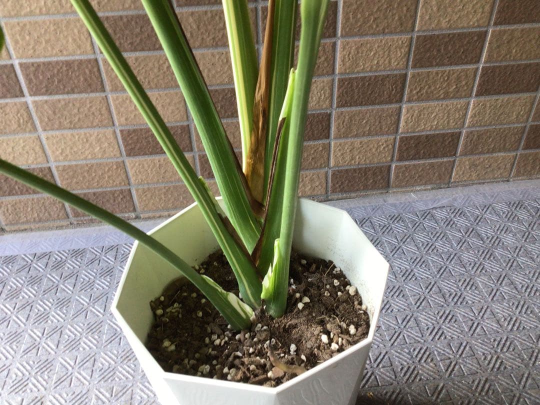 ② 現品販売です。高さ約100㎝斑入りモンステラ・タイコンステレーション7号鉢