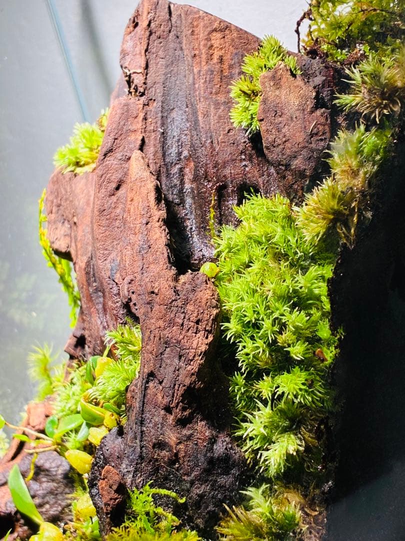 苔　着生ラン　マメツダラン　テラリウム　苔リウム　パルダリウム　盆栽　アート