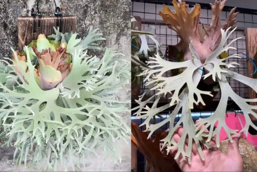 willinckii Bacteria×Ferret③