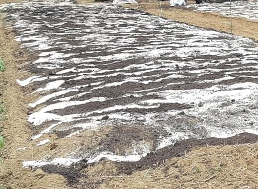 大容量　2800g　(国産・高品質)乾燥パパイヤの茎（無農薬・有機肥料）