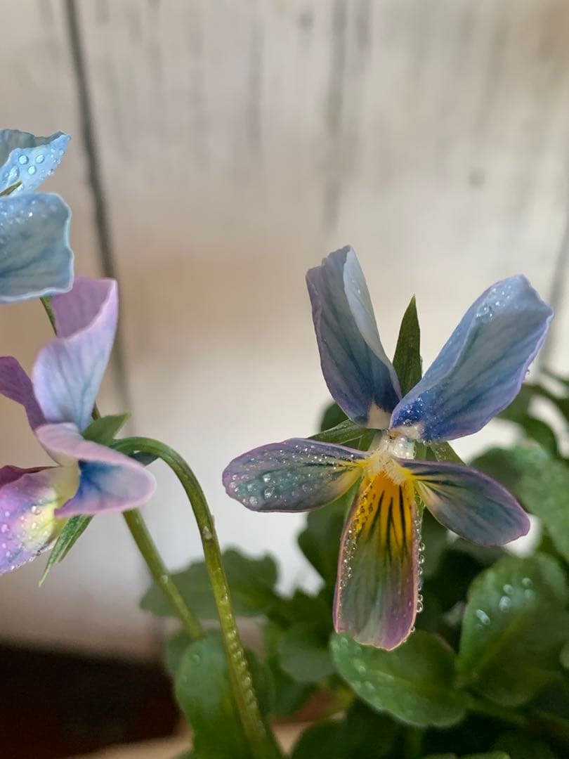 R*U様 すみれ図鑑　1苗　no I