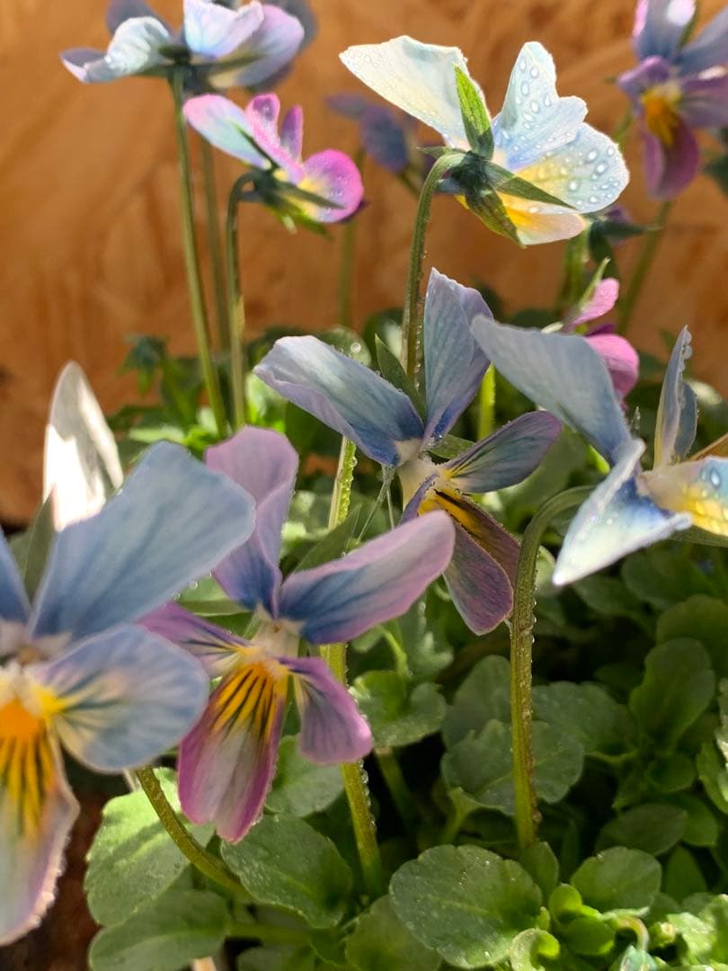 R*U様 すみれ図鑑　1苗　no I