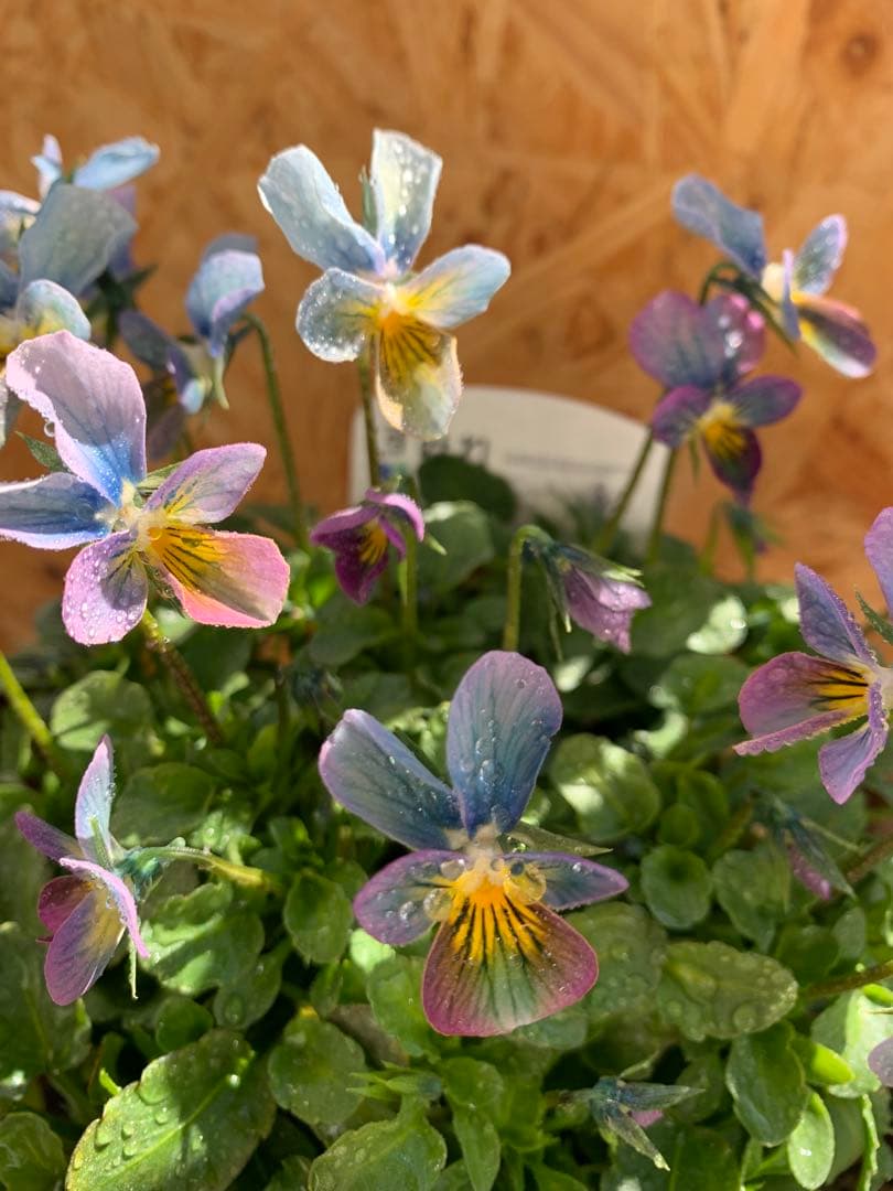 R*U様 すみれ図鑑　1苗　no I