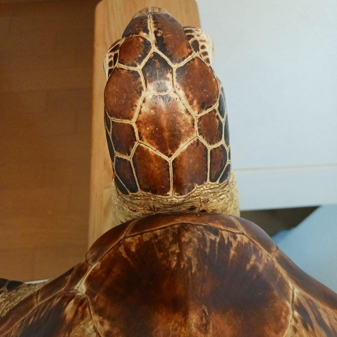 カメの剥製　オブジェ　壁掛け