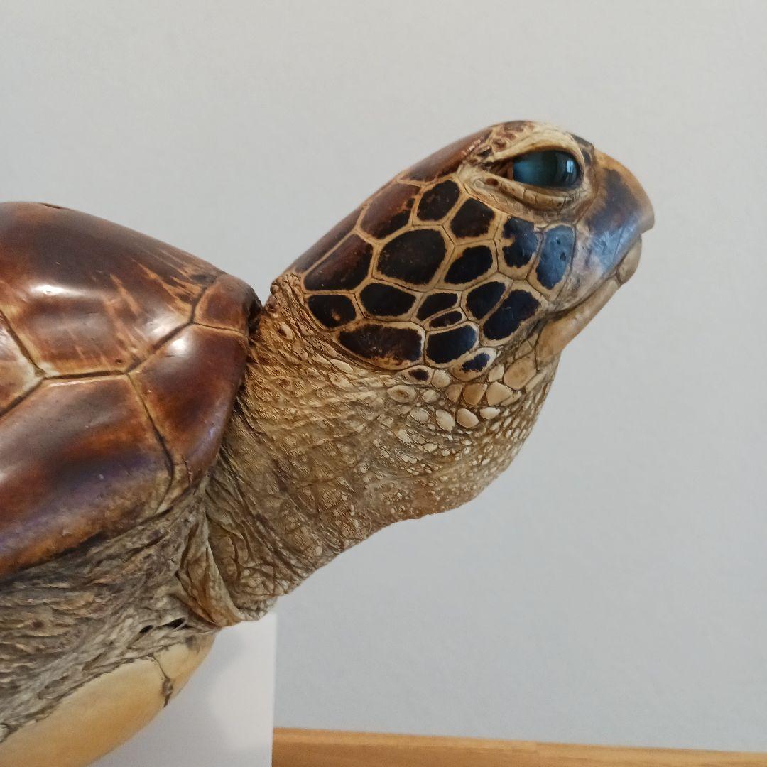 カメの剥製　オブジェ　壁掛け