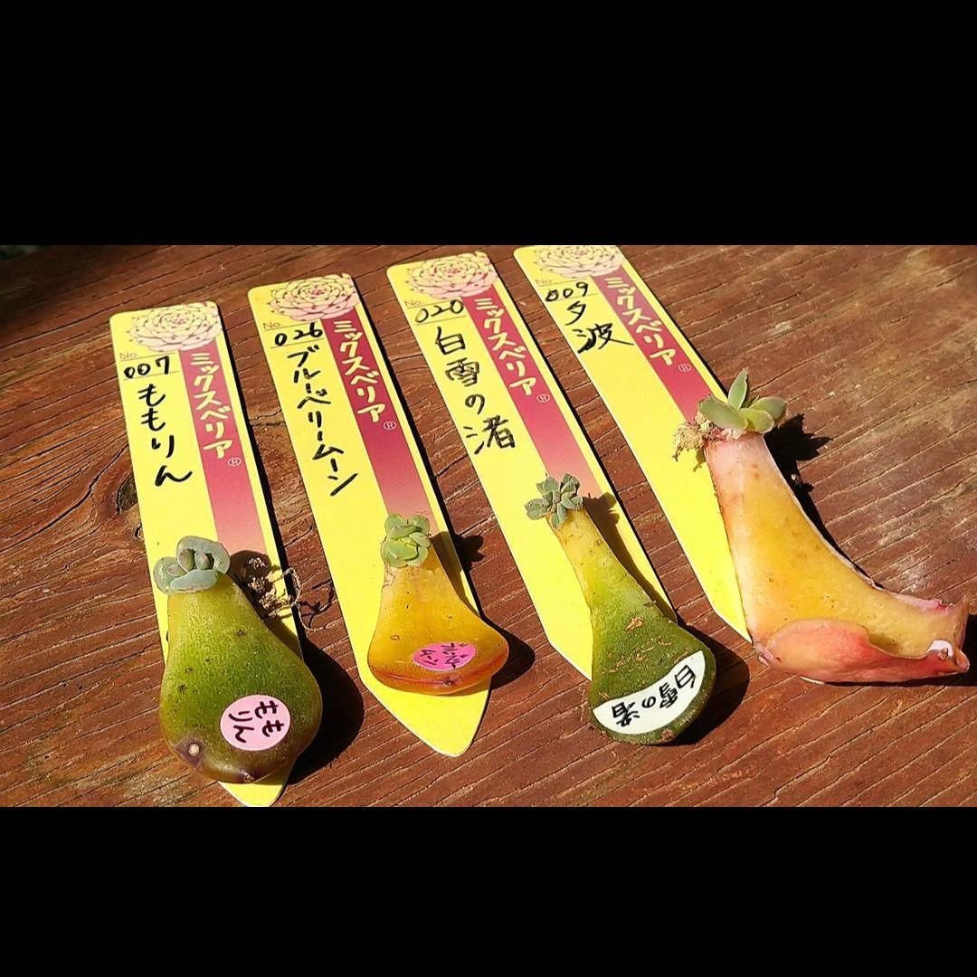 ミックスベリア おらいさん葉挿し♡ももりん ブルーベリームーン 白雪の渚 夕波