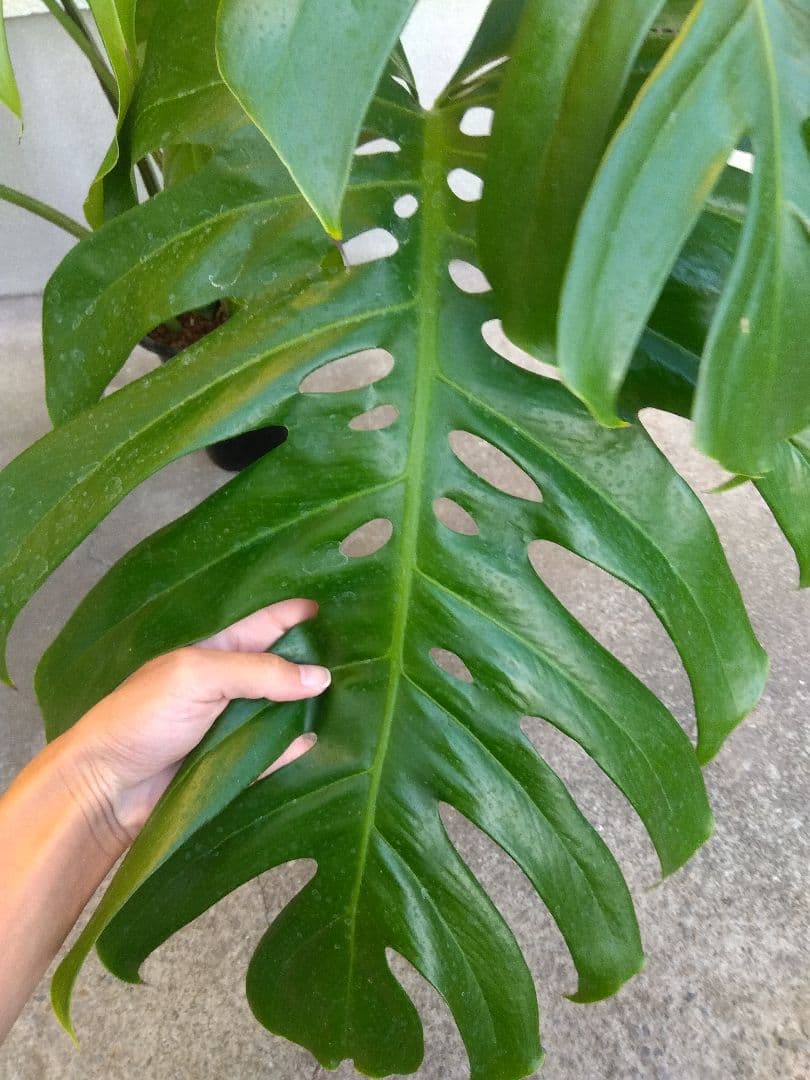 モンステラ　デリシオーサ　6号鉢つき　深穴開き❗大型葉❗　①