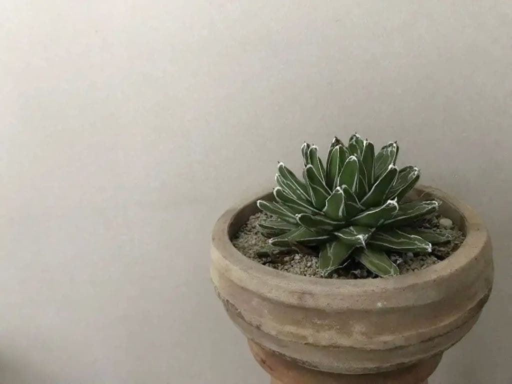 【鉢植え32cm★姫笹の雪】アガベ・ビクトリアエ・レギナエ（現物）