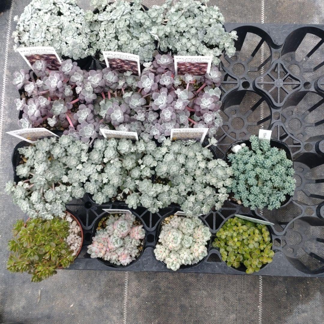 小林優花さん専用