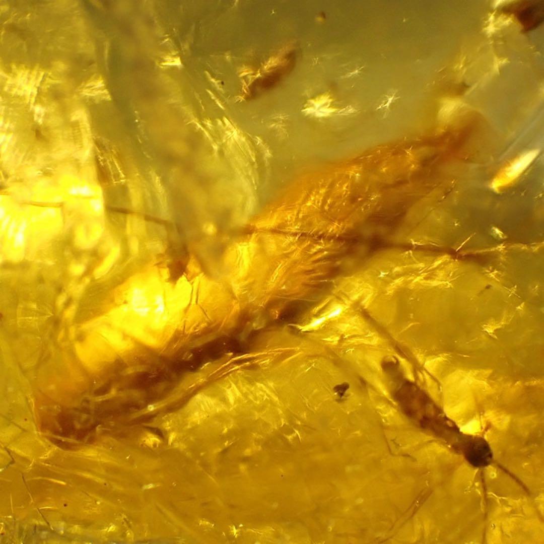 【オーストラリア産】ゴキブリ入り！天然琥珀(アンバー)