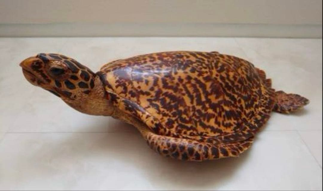 タイマイ 鼈甲 剥製②