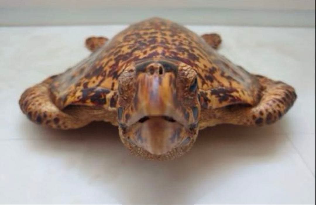 タイマイ 鼈甲 剥製②