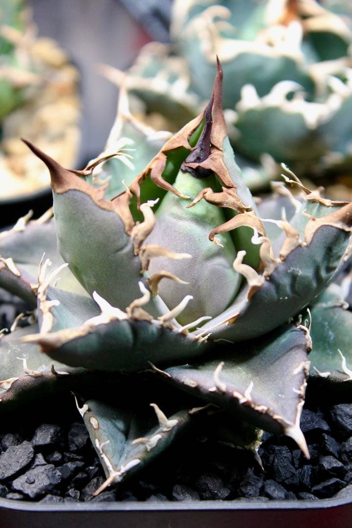 アガベ・チタノタ【シャークソウイ】 〝仙台PLANTISTIC！産〟