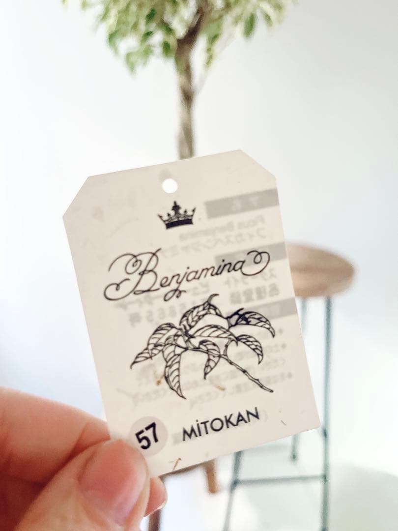 【登録品種】希少 フィカス ベンジャミン スターライト ビュティークイーン 観葉