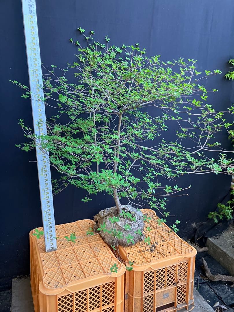 山採り　ドウダンツツジ　w