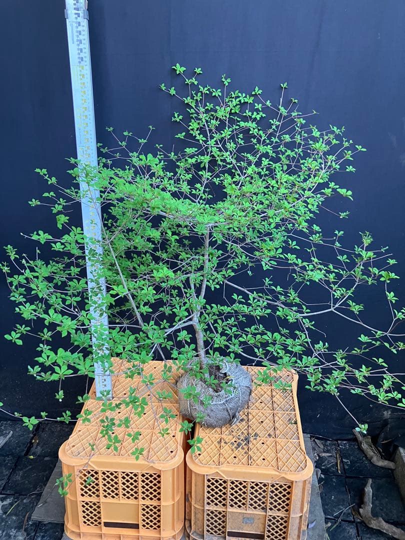 山採り　ドウダンツツジ　w