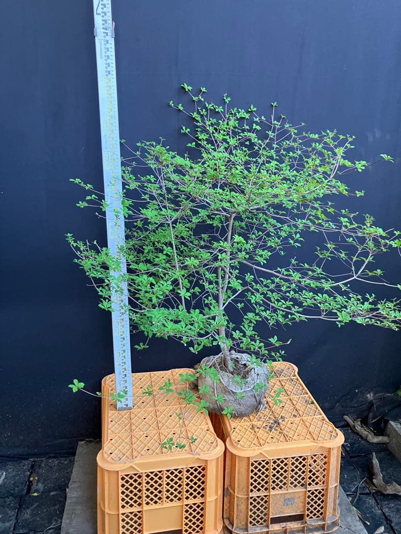 山採り　ドウダンツツジ　w