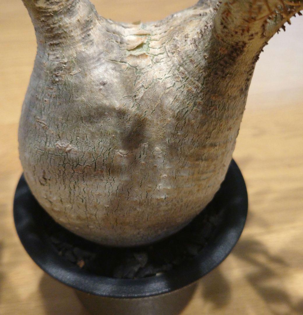 現地球 発根済み 枝振り最高グラキリス 丸々美株 フラワーガーデンIZUMI