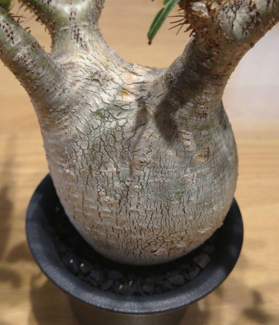 現地球 発根済み 枝振り最高グラキリス 丸々美株 フラワーガーデンIZUMI