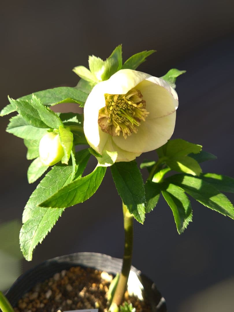 クリスマスローズ　毬姫　Sdピコ