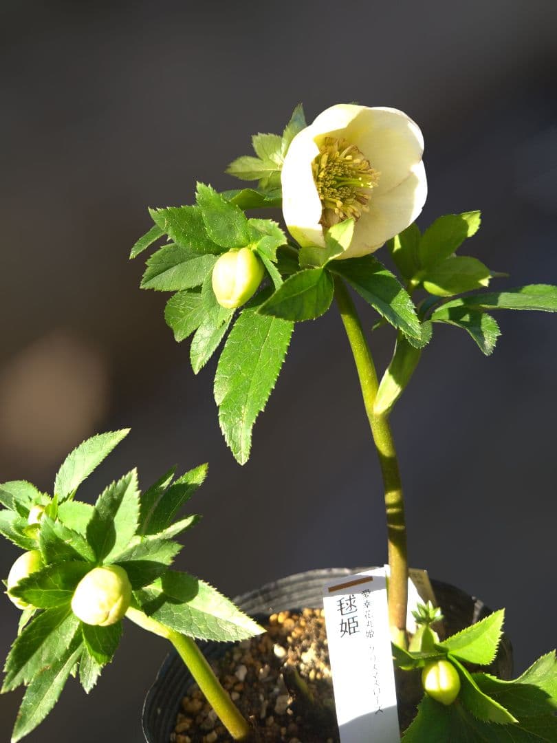 クリスマスローズ　毬姫　Sdピコ