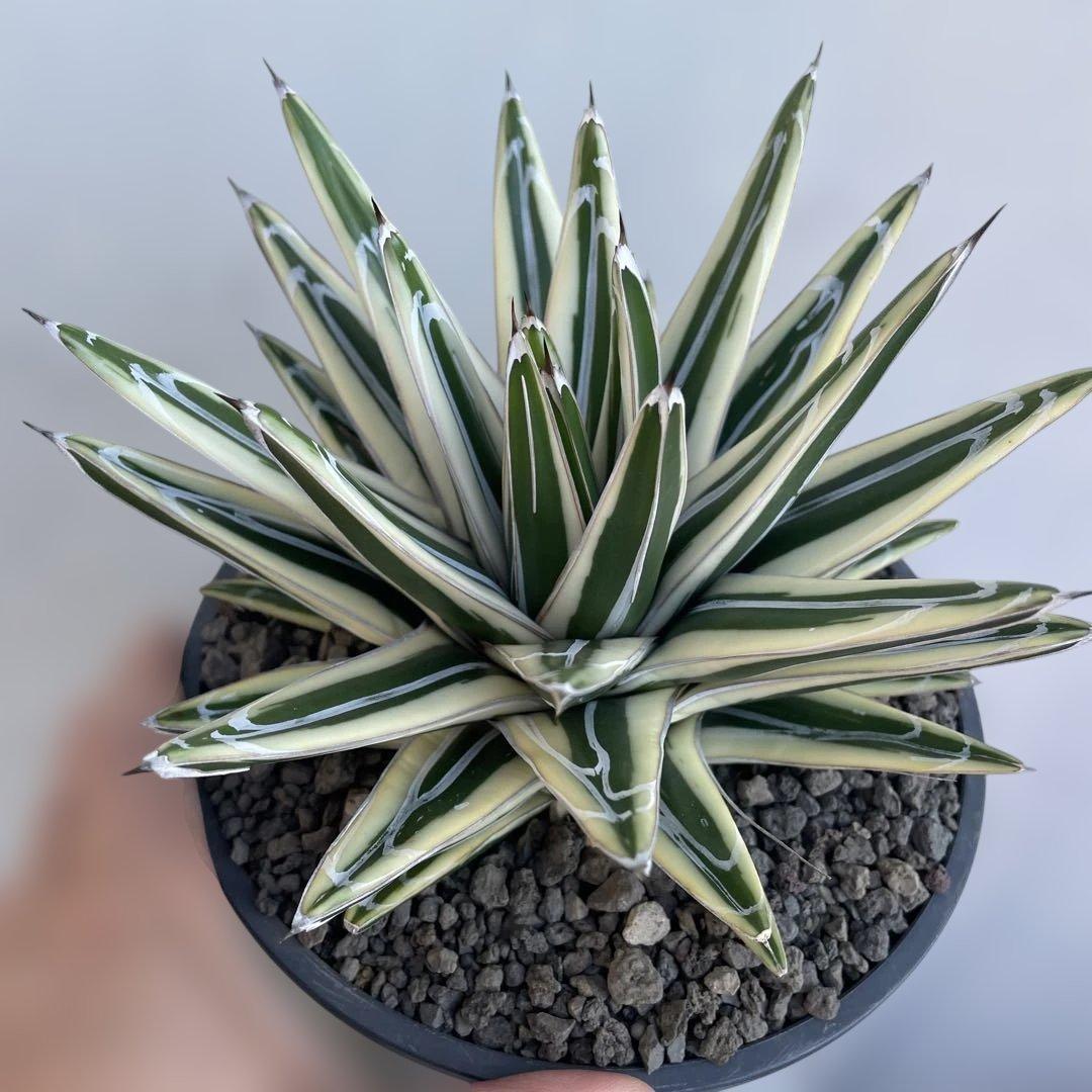 アガベ　氷山　大株