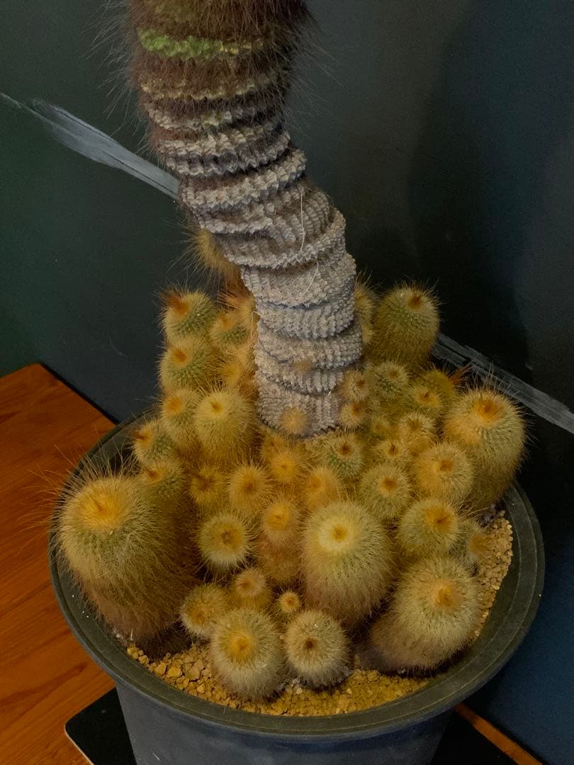 群生サボテン