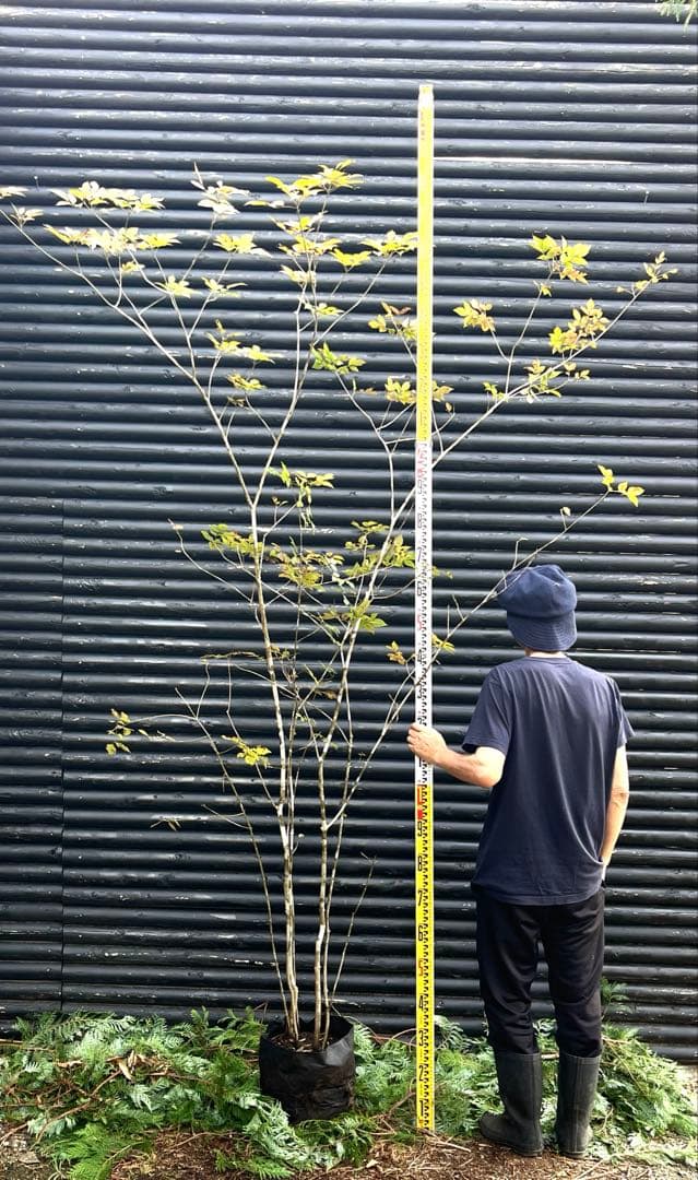 山採り天然　アオダモ　5本株立ち　300