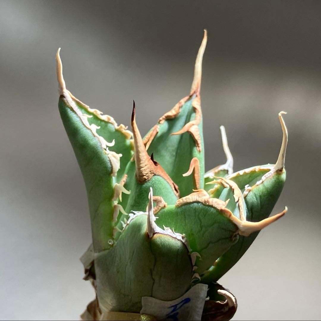 p*6様 【初売りオークション】38 REZA産　イラン株　強棘　アガベ　アング