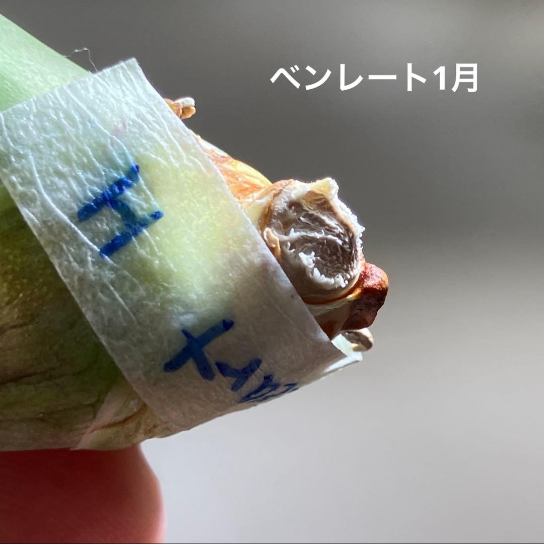 p*6様 【初売りオークション】38 REZA産　イラン株　強棘　アガベ　アング