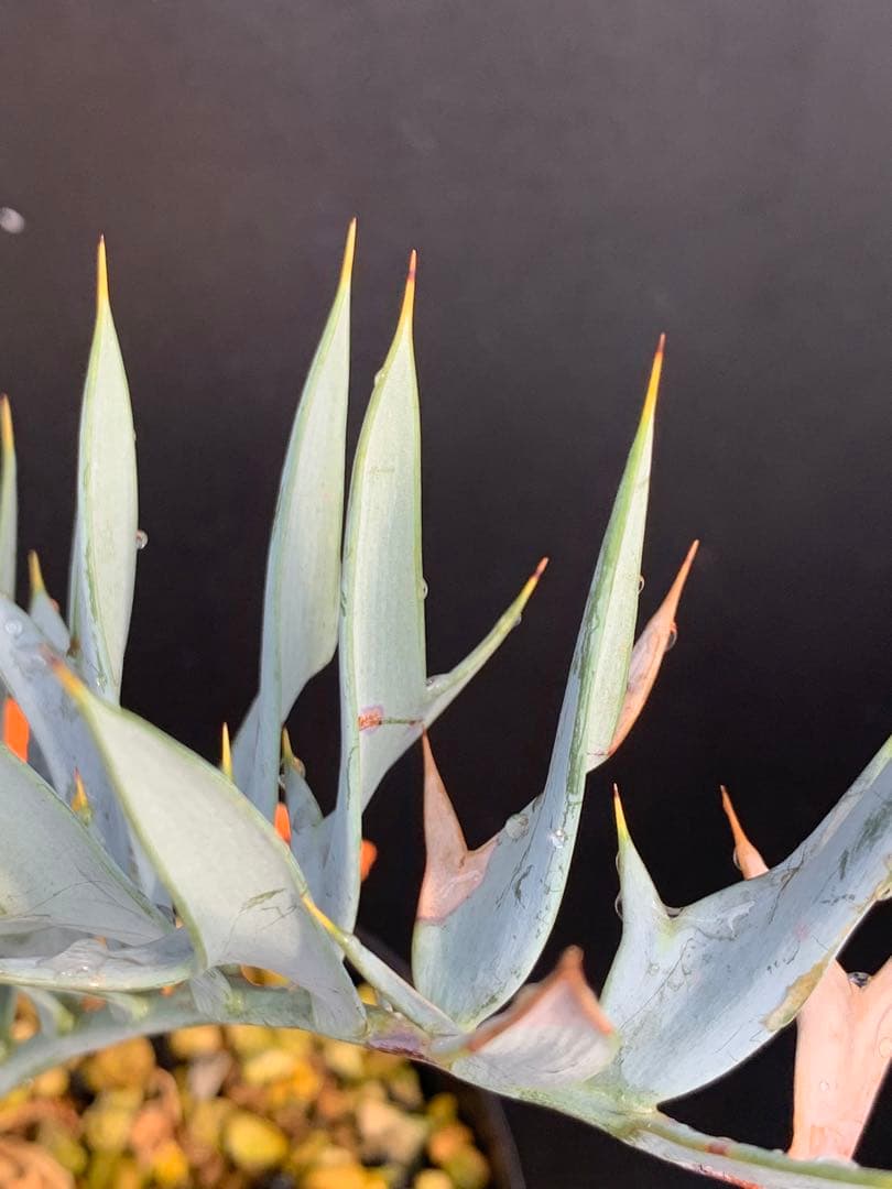 【南ア産・発根済】エンセファラルトス・ホリダス ｜No.4-8