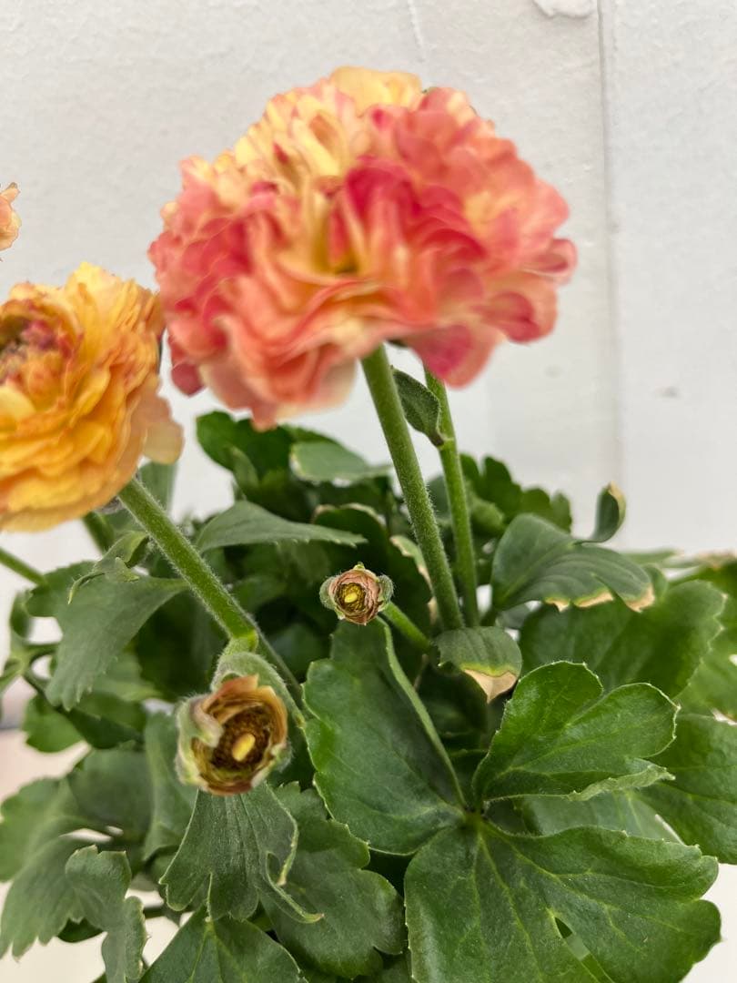 希少　ラナンキュラス イカロス イエローオレンジ　苗４号 宅急便