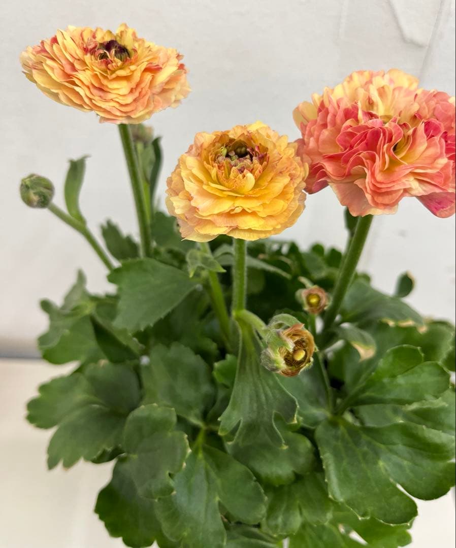 希少　ラナンキュラス イカロス イエローオレンジ　苗４号 宅急便