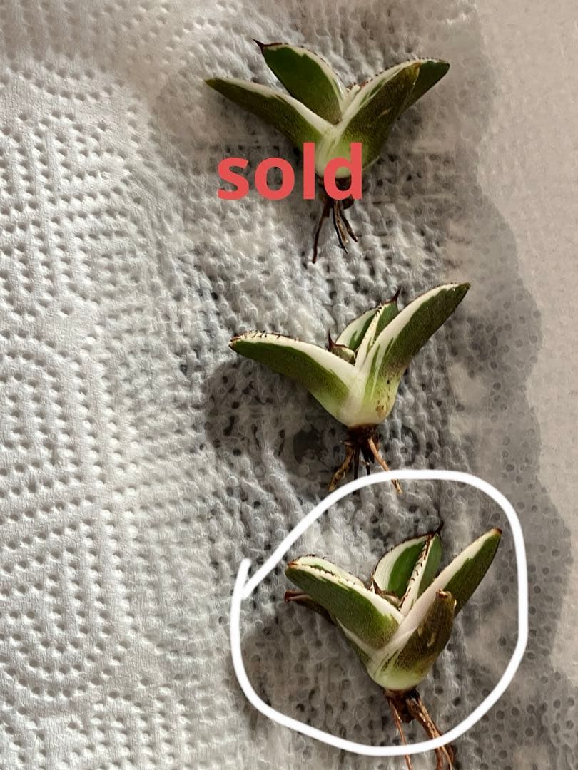 激レア【匿名配送】③ぶつぶつ　アガベ　鰐亀錦　覆輪斑　白覆輪　TC