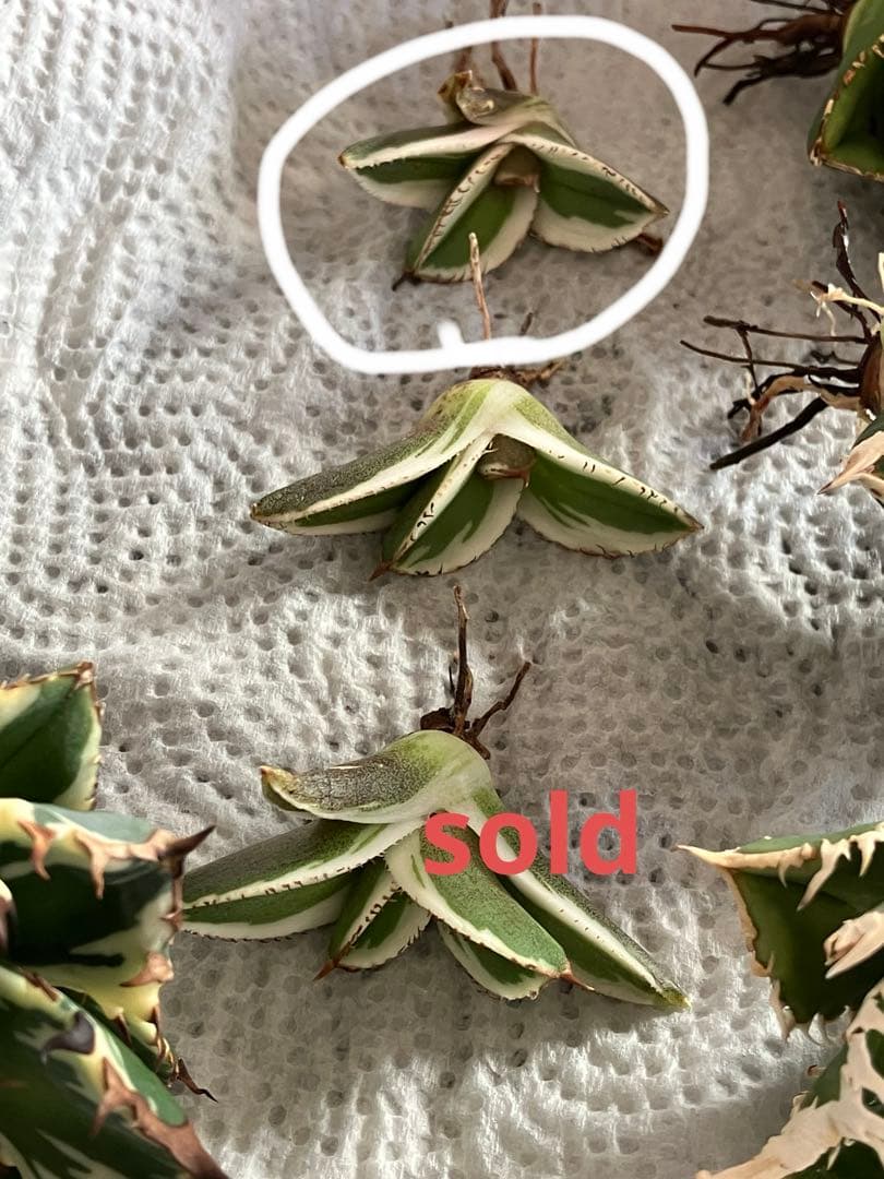 激レア【匿名配送】③ぶつぶつ　アガベ　鰐亀錦　覆輪斑　白覆輪　TC